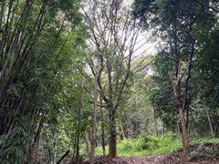 -黄埔油麻山森林公园