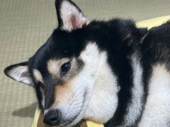 -逗柴咖啡屋·狗咖猫咖宠物桌游