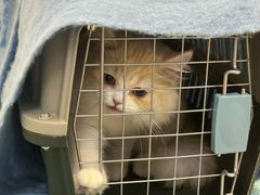 -爱妮康宠物医院·干细胞免疫细胞·肿瘤·心脏(张江店)