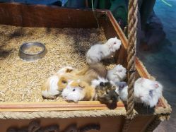 -酷嗒动物文化乐园(cutezoo西溪乐天城店)