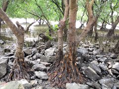 红树林-宝安西湾红树林湿地公园