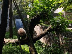 -都江堰中华大熊猫苑