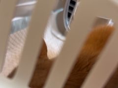 -宠福鑫康馨动物医院·骨科·眼科