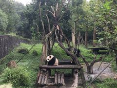 -都江堰中华大熊猫苑