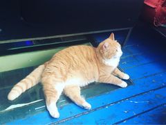 -Sirena海妖日咖夜酒