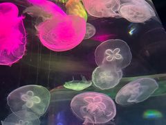 -青岛海底世界-水族馆