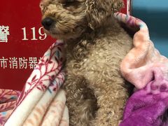 -皮特动物医院(24小时店)