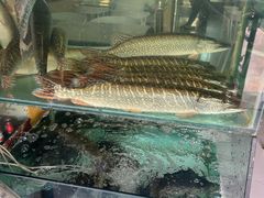 -煲来饱去冷水鱼