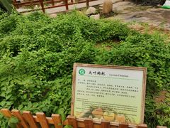 -上海都市菜园