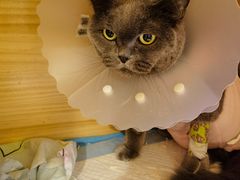 -康旭宠物医院(郑州总院)