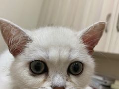 -瑞派康怡24h宠物医院·犬猫医疗中心·微创绝育(瑞景分院)