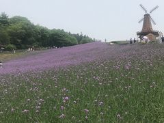 -大塘金香草谷