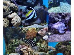 -大连老虎滩海洋公园