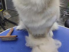 -PETKIT 小佩宠物·低压洗护·美容·寄养(安远店)