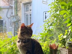 -海边的猫和咖啡馆
