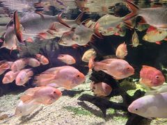 -太平洋海底世界