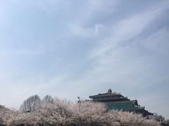 -武汉大学-樱园