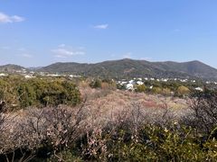 -香雪海
