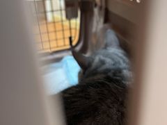 -北京观赏动物医院·24小时大型综合·猫专科·异宠专科