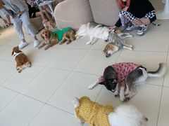 -怪兽屋·羊驼·猫咖·狗咖(俊华广场店)