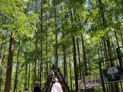 -黄海国家森林公园