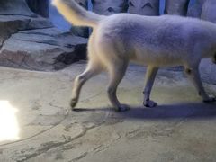 -芜湖新华联大白鲸海洋公园