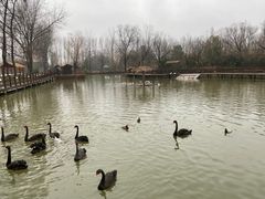 -溱湖国家湿地公园