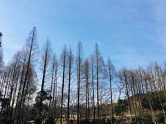 -杭州植物园