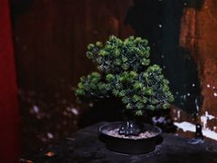 -Mr.Fox狐狸先生超级密室(南山店)