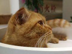 -藏猫猫咖啡主题馆(中央大道店)