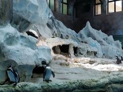 -帝企鹅自助餐厅•儿童岛•真企鹅(长隆企鹅酒店)