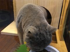 -奶牛家宠物酒店(嘉宏云顶店)
