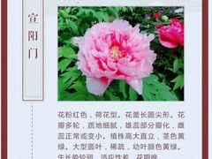 -洛阳市隋唐城遗址植物园