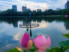 -莲花池公园