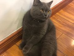 -喵园·猫主题咖啡厅·撸猫·猫咖(国贸店)