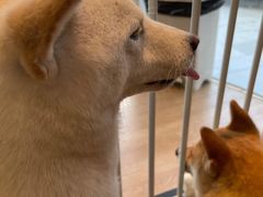 -南京Hallo宠物乐园·哈罗犬舍·柴犬繁育基地