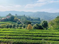 -雁南飞茶田景区