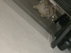 -琪喵猫屋·撸猫猫咖·猫舍