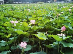 -荔湾湖公园