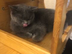-猫友咖啡店(玉林西路店)