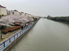-高东镇樱花园