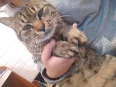 -PETKIT小佩宠物(古北店)