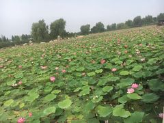 -羊亭河湿地公园