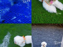 -上海崇明金茂凯悦酒店