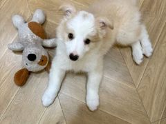 -翊宠yipet猫狗购宠庄园