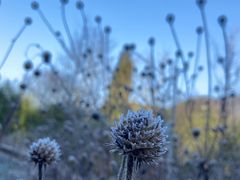 -武陵山森林公园