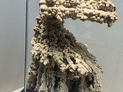-安徽省地质博物馆