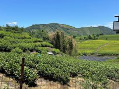 -帐篷客·溪龙茶谷度假酒店