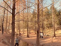 -白水寺森林公园