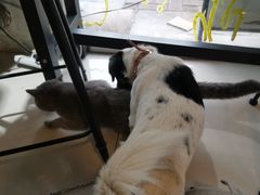 -平行世界·猫咖(首经贸店)